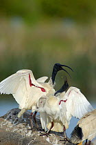 Indonesian / Australian White Ibis (Threskiornis molucca) fighting, Victoria, Australia