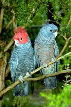 Gang-Gang Cockatoos male and female {Callocephalon fimbriatum} getting ready to roost. Victoria, Australia.