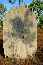 Magnetic Termite mound - front view. Northern Territory, Australia