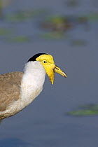 Masked Plover / Masked Lapwing {Vanellus miles} close up of head, Northern Territory, Australia.
