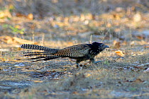 Pheasant Coucal {Centropus phasianinus} running across track, Northern Territory, Australia.