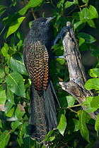 Pheasant Coucal {Centropus phasianinus} hunting insects in bush. Northern Territory, Australia.