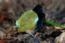 Rainbow Pitta {Pitta iris} on forest floor, Northern Territory, Australia.
