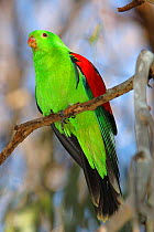 Red-winged Parrot {Aprosmictus erythropterus} perching on branch. Victoria, Australia.