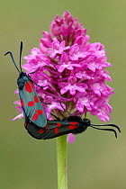 Five-spot burnet moths {Zygaena trifolii} mating on Pyramidal orchid {Anacamptis pyramidalis} Cornwall, UK.