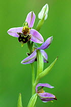Bee orchid (Ophrys apifera). Cornwall. UK