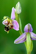 Bee orchid (Ophrys apifera). Cornwall, UK