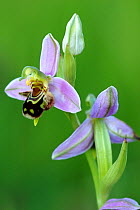 RF- Bee orchid (Ophrys apifera). Cornwall, UK. (This image may be licensed either as rights managed or royalty free.)