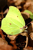 Brimstone (Gonepteryx rhamni) butterfly, Devon, UK