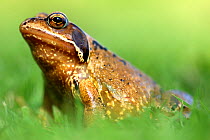 RF- Common frog (Rana temporaria). Cornwall, UK. (This image may be licensed either as rights managed or royalty free.)