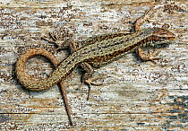 Common / Viviparous lizard (Lacerta vivipara) Pregnant female? Cornwall, UK