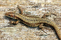 Common lizard (Lacerta vivipara). Pregnant female? Cornwall, UK