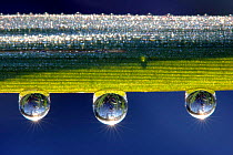 Water droplets sparkling suspended from a blade of grass.  UK.