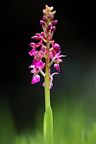 Early-purple orchid (Orchis mascula) Devon, UK