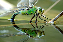 Female emperor dragonfly (Anax imperator) laying eggs at the edge of a pond. Cornwall, UK.