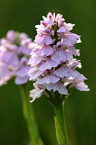 Heath orchid (Dactylorhiza maculata). Devon, UK