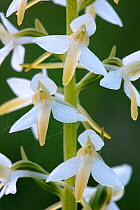Lesser butterfly orchid (Platanthera bifolia). Devon, UK