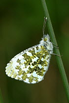 Orange tip (Anthocharis cardamines) butterfly resting, wings closed. Devon, UK