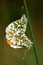 Orange-tip (Anthocharis cardamines) butterflies mating. Devon, UK