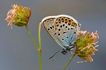 Silver studded blue (Plebejus argus) butterfly.  Cornwall, UK