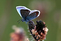 Silver studded blue (Plebejus argus) butterfly. Cornwall, UK.