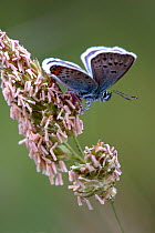 Silver studded blue (Plebejus argus) butterfly.  Cornwall, UK.