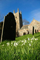Snowdrops (Galanthus nivalis) flowerinf in churchyard. Poundstock Church, Cornwall, UK.