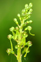 Common tway blade orchid (Neottia ovata). Devon, UK.