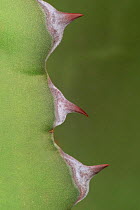 Close-up of Agave thorns {Agave salmiana}, Botanical gardens, Belgium.