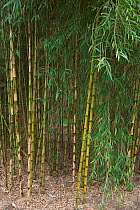 Bamboo {Bambusa} in botanical garden, Belgium.