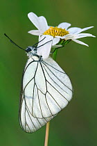 Black veined white butterfly {Aporia crataegi} on daisy flower, La Brenne, France.