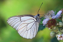 Black veined white butterfly {Aporia crataegi} feeding on flower, La Brenne, France.