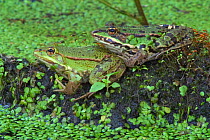 European edible frogs {Rana esculenta} in swamp amongst Duckweed, La Brenne, France.
