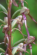 Close-up of labellum of Lizard Orchid {Himantoglossum hircinum} La Brenne, France.