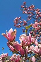 Magnolia 'Heaven scent' tree in flower, garden cultivar, Botanical gardens, Belgium.