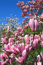 Magnolia 'Heaven scent' tree in flower, garden cultivar, Botanical gardens, Belgium.