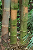 Close-up of Tortoise shell bamboo stems {Phyllostachys edulis} Botanical gardens, Belgium.