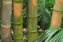 Close-up of Tortoise shell bamboo {Phyllostachys edulis} stems, Botanical gardens, Belgium.