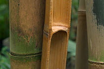 Close-up of Bamboo {Phyllostachys pubescens / Bambusa} stem split in half showing node, Botanical gardens, Belgium.