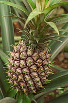 Close-up of Pineapple {Ananas comosus} fruit, Botanical gardens, Belgium.
