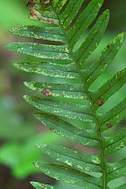 Common polypody {Polypodium vulgare}close-up of frond, La Brenne, France.