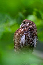 Pygmy owl {Glaucidium passerinum} perched in tree, Captive, Bavarian forest, Germany.