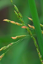Close-up of ears of Rice {Oryza genus} Botanical gardens, Belgium.