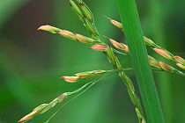 Close-up of ears of Rice {Oryza genus} Botanical gardens, Belgium.