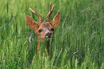 Portrait of Roe deer {Capreolus capreolus}in wheat field, La Brenne, France.