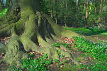 Beech {Fagus sylvatica} roots and wood anemones in park, Botanical garden, Belgium.