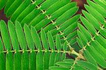 Close-up of Sensitive plant {Mimosa pudica} Botanical gardens, Belgium.