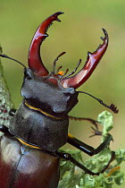 Close-up of male stag beetle's mouth parts and antennae {Lucanus cervus} France.