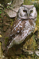 Tengmalm's owl portrait {Aegolius funereus} captive, Bavarian Forest, Germany.