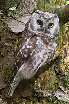 Tengmalm's owl portrait {Aegolius funereus} captive, Bavarian Forest, Germany.
